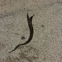 アナゴ
