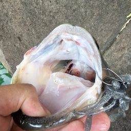 ブラックバス
