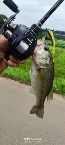 ブラックバスの釣果