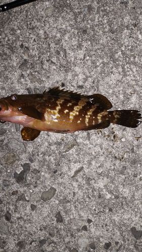 アコウの釣果