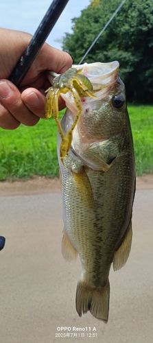 ブラックバスの釣果
