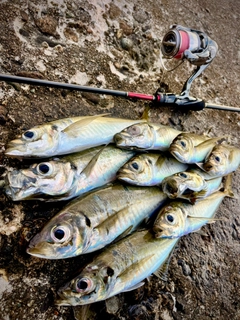 アジの釣果