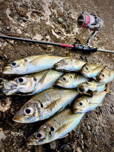 アジの釣果