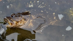 ベッコウゾイの釣果