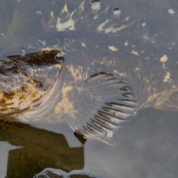 ベッコウゾイ