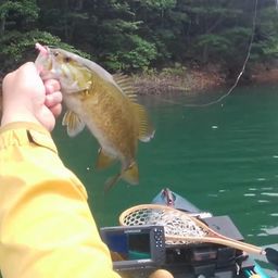 スモールマウスバス