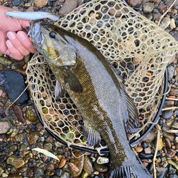 スモールマウスバス