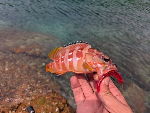 アカハタの釣果
