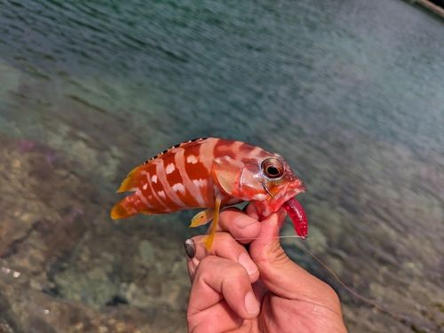 アカハタの釣果