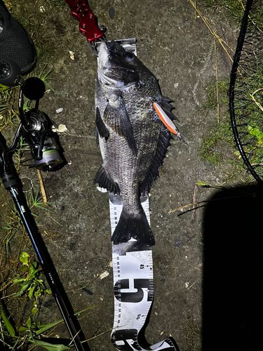 チヌの釣果