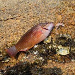 アカササノハベラ