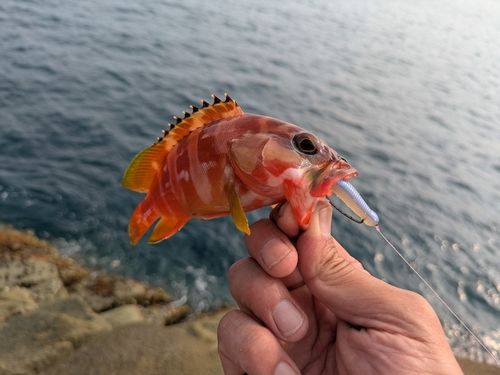 アカハタの釣果