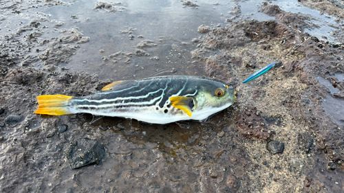 シマフグの釣果