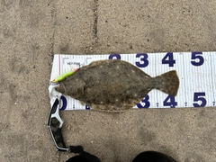ヒラメの釣果
