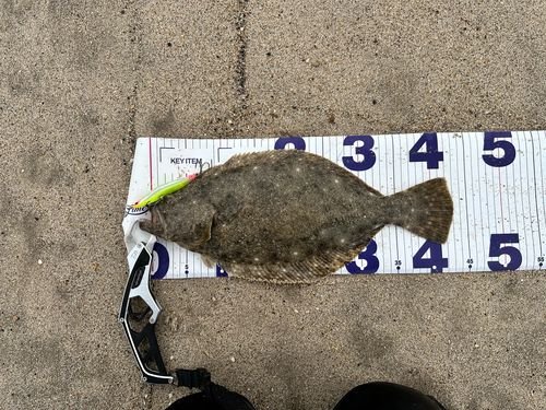 ヒラメの釣果