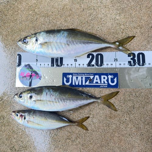 アジの釣果
