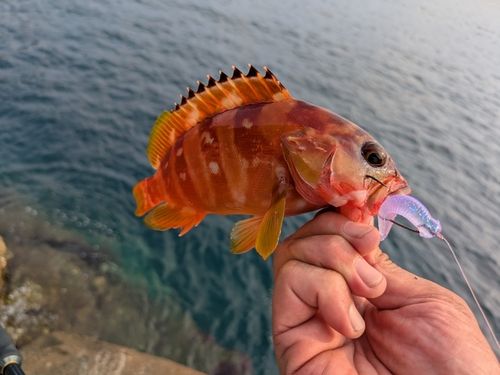 アカハタの釣果