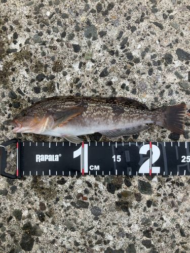 アイナメの釣果