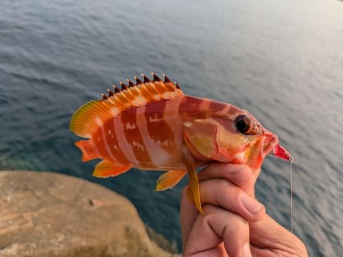 アカハタの釣果