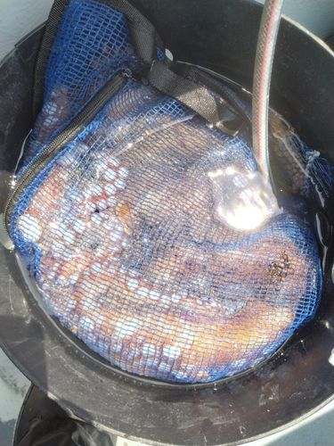 マダコの釣果