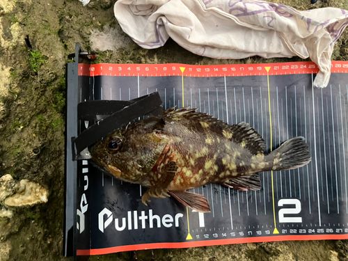 アラカブの釣果