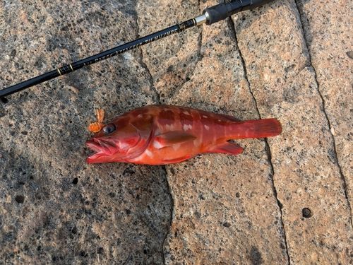 アカハタの釣果
