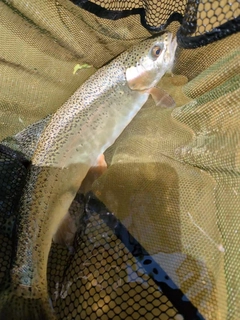ニジマスの釣果