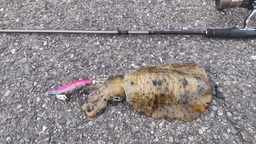 アオリイカの釣果