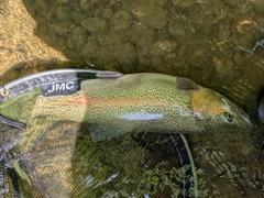 ニジマスの釣果