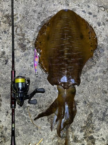 アオリイカの釣果