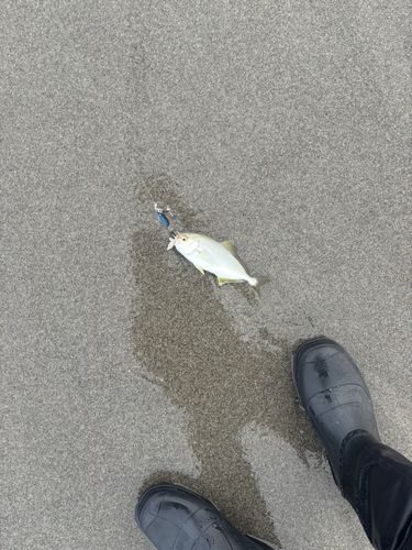 ショゴの釣果