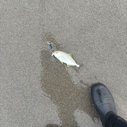 ショゴ