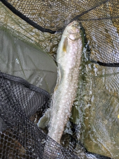 アメマスの釣果