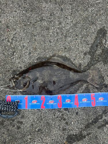 ヒラメの釣果