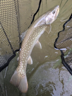 アメマスの釣果