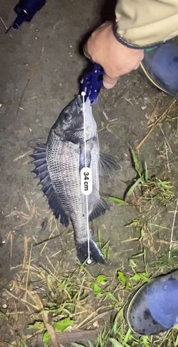 クロダイの釣果