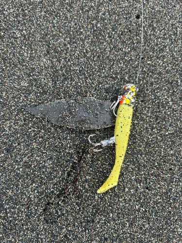 シタビラメの釣果