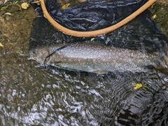 アメマスの釣果