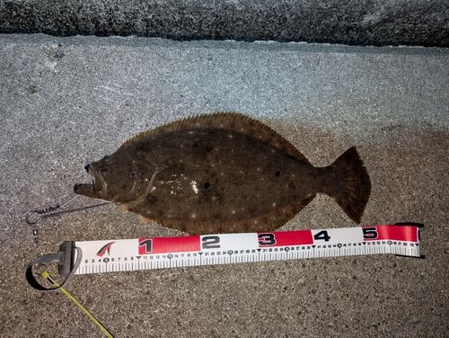 ヒラメの釣果