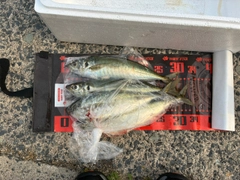 マルアジの釣果