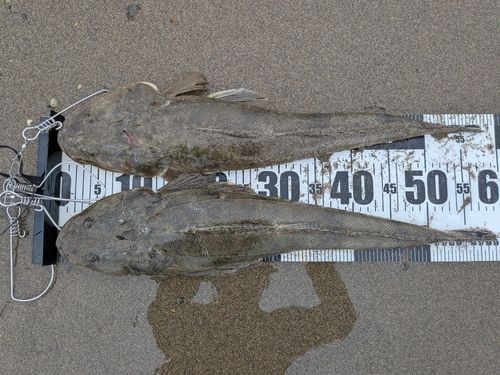 マゴチの釣果