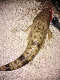 マゴチの釣果