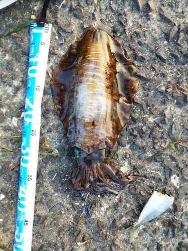 アオリイカの釣果