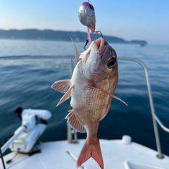 タイの釣果
