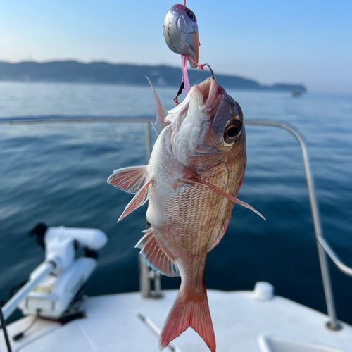 タイの釣果