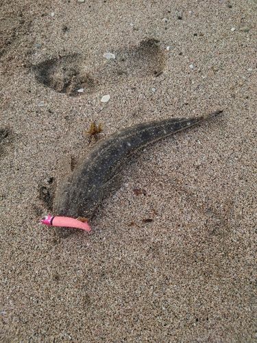 マゴチの釣果
