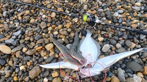 マゴチの釣果