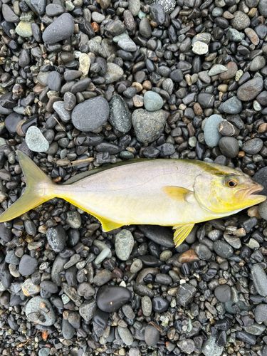 ショゴの釣果