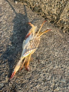 ワタリガニの釣果
