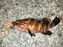 キジハタの釣果